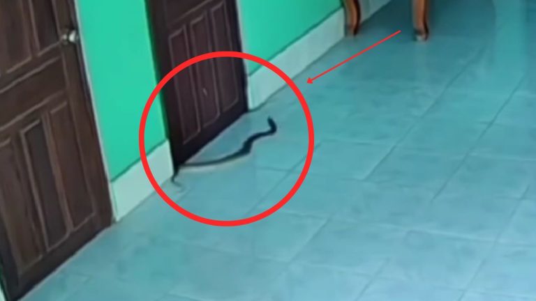 King Cobra Entered In House