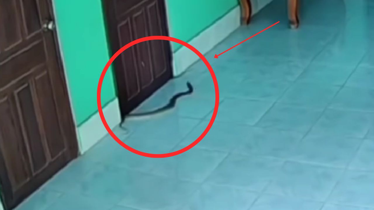 King Cobra Entered In House