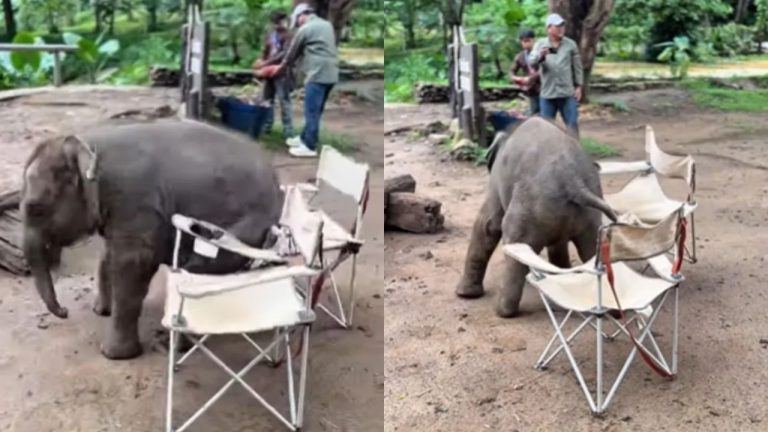 Baby Elephant Tries To Sit On Chair