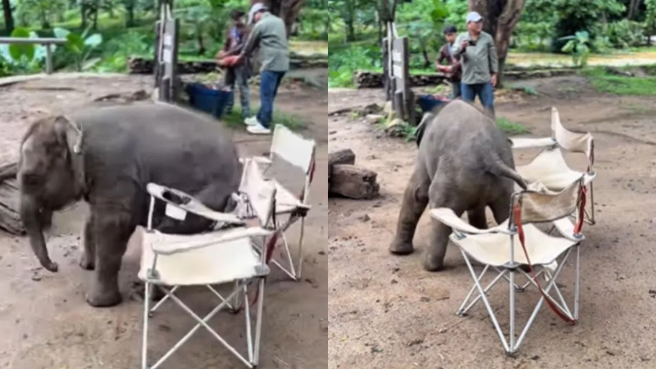 Baby Elephant Tries To Sit On Chair