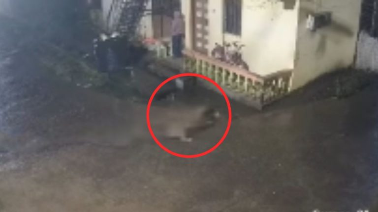 Leopard Attack On Dog