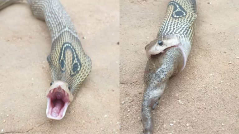 Cobra Attacks On Frog Video