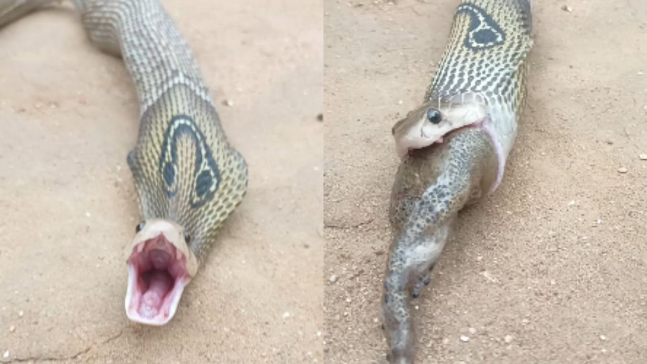 Cobra Attacks On Frog Video