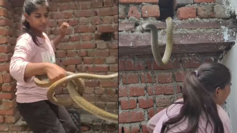 Dangerous Snake Video