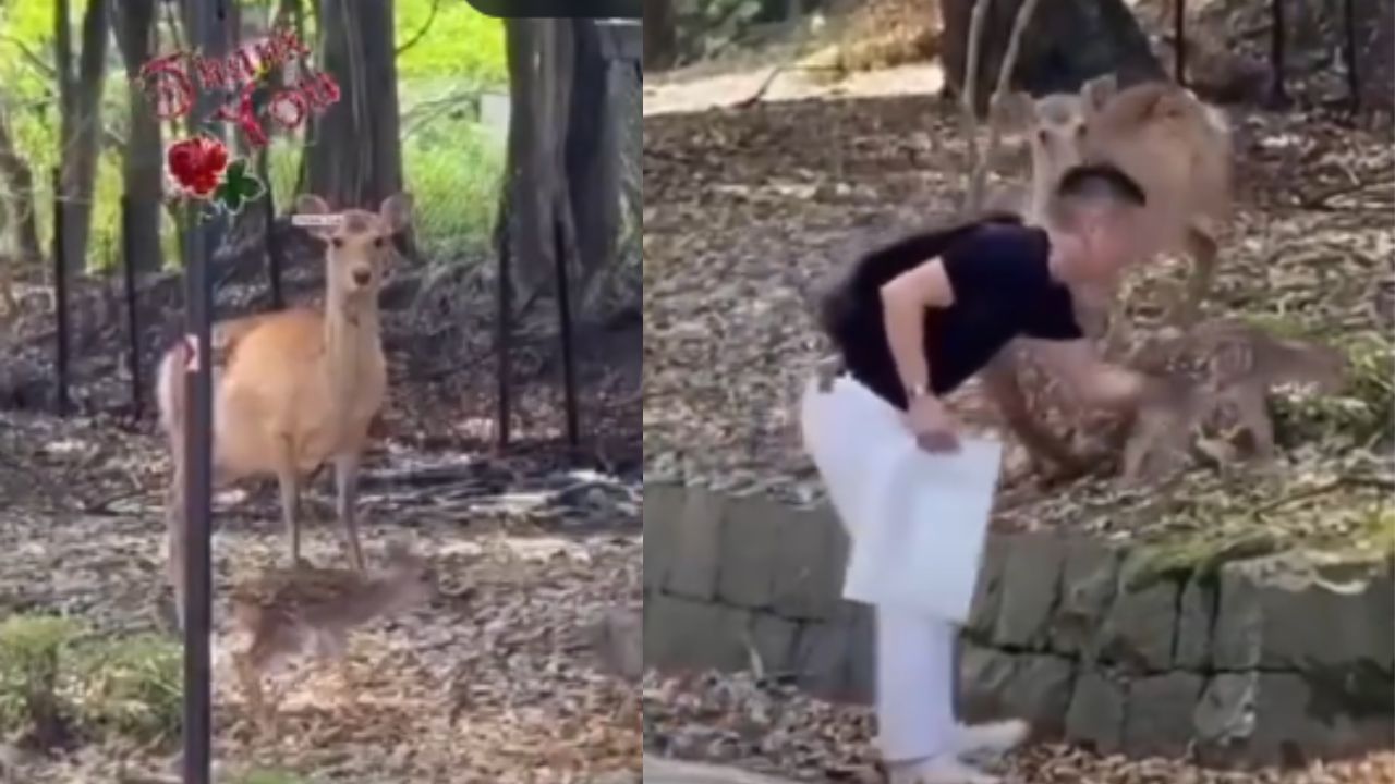 Emotional Viral Video