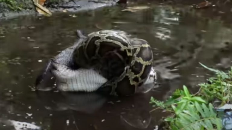 Python And Crocodile Viral Video
