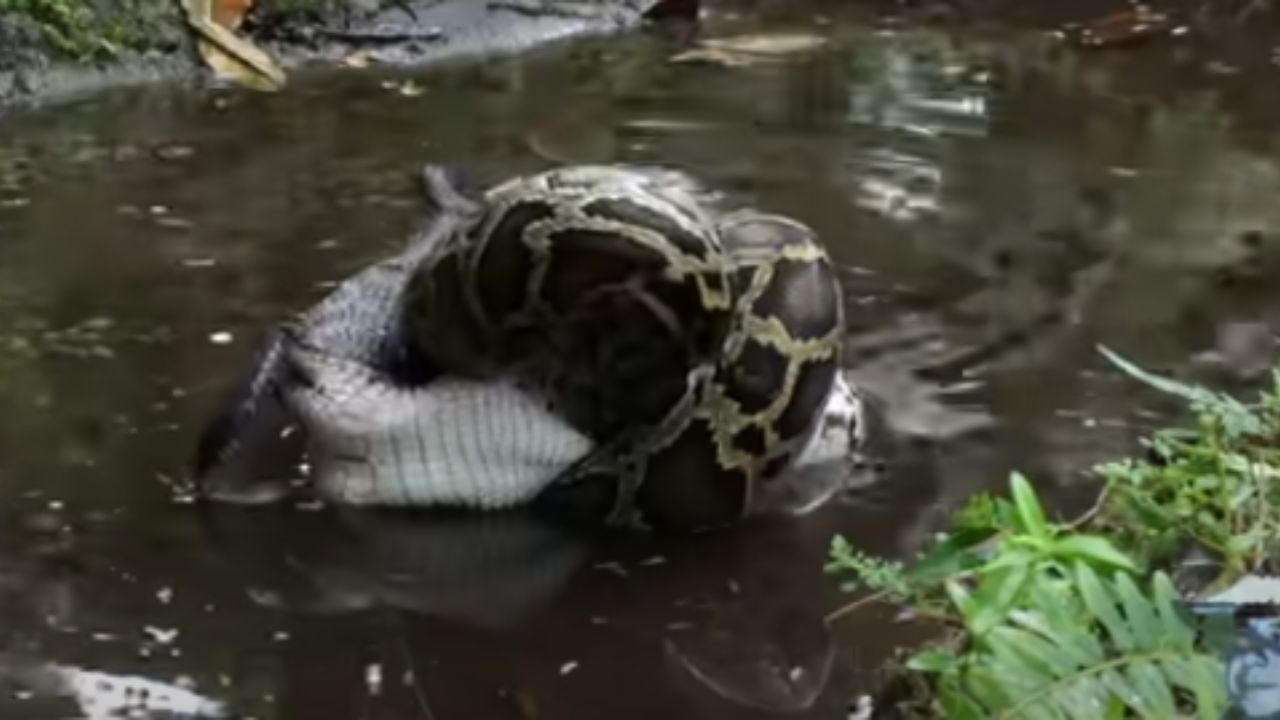Python And Crocodile Viral Video