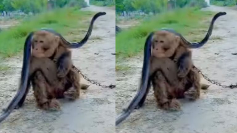 Cobra And Monkey Fight Video