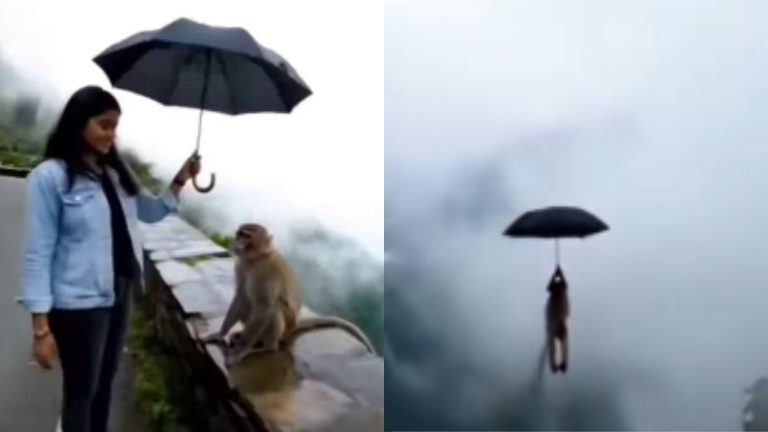 Funny Monkey Viral Video