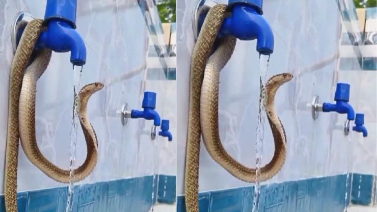Snake Viral Video