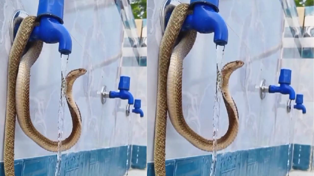 Snake Viral Video