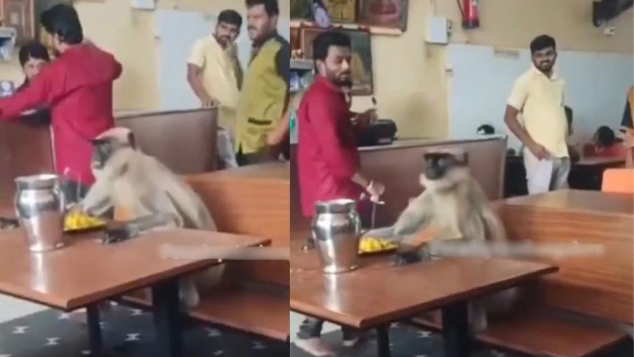 Monkey Enter In Restaurant: