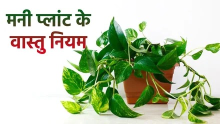 Vastu Tips For Money Plant